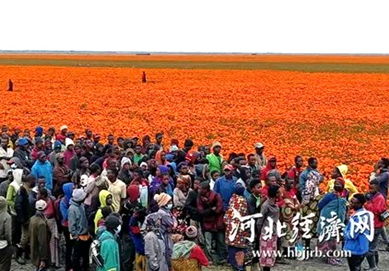 晨光生物扎根非洲 發展綠色農業成果豐碩